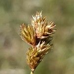 Carex leporina Цвят