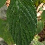 Eranthemum pulchellum Leaf