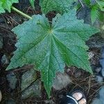 Pavonia urens Hoja