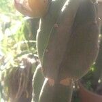 Cereus jamacaru List