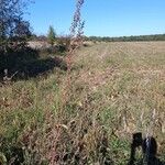 Chenopodium betaceum Агульны выгляд