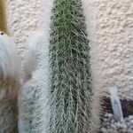 Cleistocactus hyalacanthus Pokrój