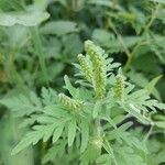 Ambrosia artemisiifolia Blomst