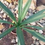 Furcraea selloana Leaf