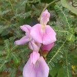 Canavalia rosea Flower