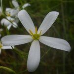 Sabatia brevifolia Flor