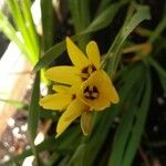 Ixia maculata Lorea
