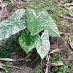 Caladium bicolorHoja