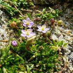 Spergularia rupicola Blomma