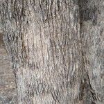 Eucalyptus microcarpa Kabuk