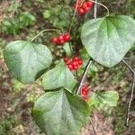 Cocculus carolinus Blad