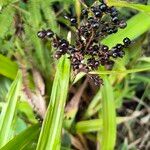 Scleria latifolia Fruct