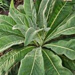 Verbascum speciosum Hábitos