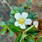 Ludwigia adscendens Blüte