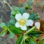 Ludwigia adscendens Blomma