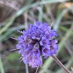 Succisa pratensis Flower