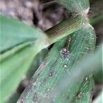 Polytrias indica Leaf