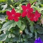 Nicotiana alata Цветок