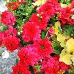 Verbena x hybrida Blüte