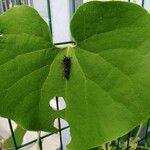 Aristolochia ringens Folio