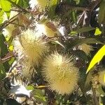 Syzygium jambos Floare