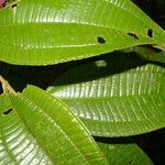 Miconia affinis Leaf