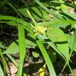 Carex intumescens ഇല