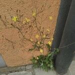 Mycelis muralis Fleur