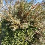 Physocarpus opulifolius 叶