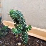 Cylindropuntia fulgida Folha