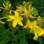 Hypericum perforatumFlower