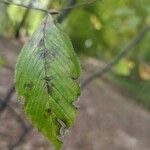 Carpinus betulusBlatt