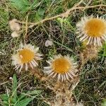 Carlina vulgaris Fiore