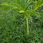 Amorphophallus muelleri Ліст