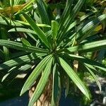 Podocarpus elatus Lehti