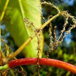 Reynoutria sachalinensis Fruit