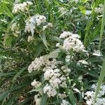 Eupatorium perfoliatumÕis