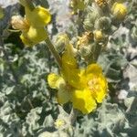 Verbascum undulatum Flower