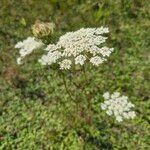 Daucus carotaBlomst