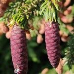 Picea orientalis Фрукт