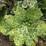 Podophyllum cv. 'Kaleidoscope' Blad