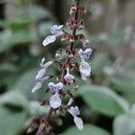 Coleus argentatus Bloem