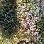 Thymus caespititius Kwiat