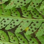 Polystichum ammifolium Altul/Alta