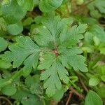 Geranium robertianum Feuille