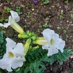 Incarvillea delavayi Flower