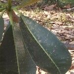 Plumeria obtusa Blatt