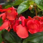 Begonia coccinea ফুল