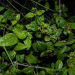 Calea prunifolia Elinympäristö