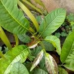 Zanthoxylum gilletii Лист
